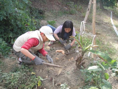 初五,繼續挖地瓜(102.2.14) 初五,繼續挖地瓜(102.2.14)