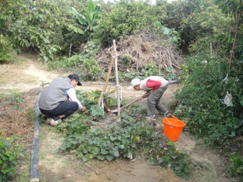 初五，繼續挖地瓜(102.2.14)