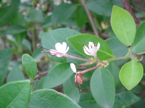 紅毛港植物觀察(102.4.13)