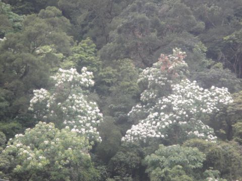 鹿寮坑桐花初探(102.4.21)