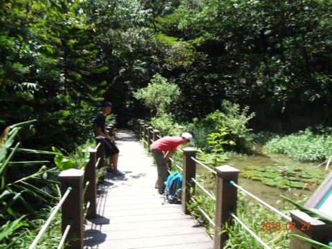 台北富陽自然生態公園。水同木(102.8.27)