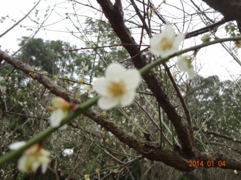 清大梅園。賞梅(103.1.4) 清大梅園。賞梅(103.1.4)
