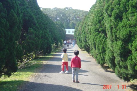 清大梅園。賞梅(103.1.4) 清大梅園。賞梅(103.1.4)