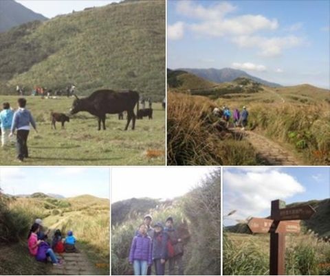 陽明山擎天崗環形步道(104.1.3)