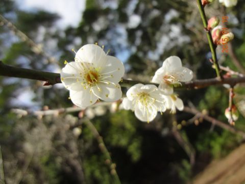 清大。賞梅(104.1.17)