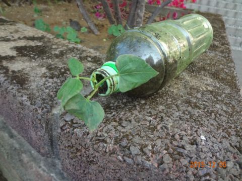 [七年級] 105 逆轉勝的園藝課之再嘗試(104.12.12)