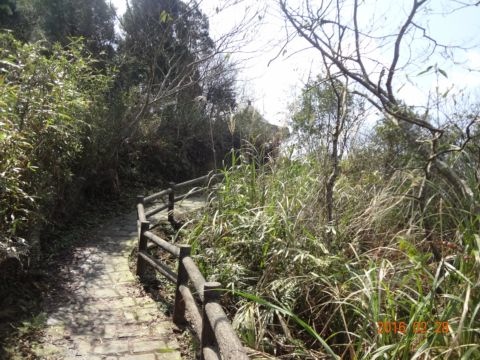 橫山。大崎崠古道(105.2.28)