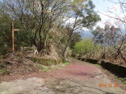 橫山。大崎崠古道(105.2.28)