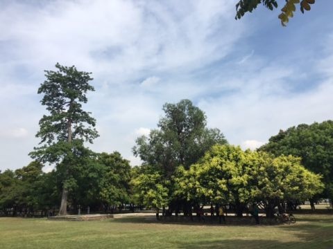 衛武營國家藝術文化中心(105.7.21) 衛武營國家藝術文化中心(105.7.21)