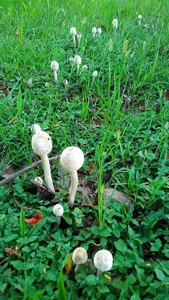 [小高一] 數線上的0與1 (107.10.10)