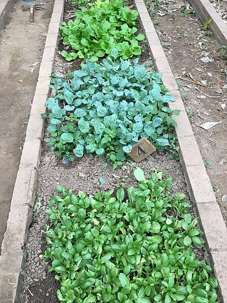 [小高一] 菜園小趣聞(107.12.6)