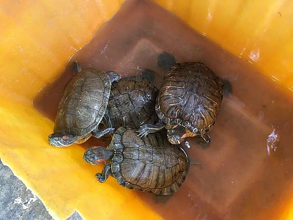 [小高一] 學長演很大(107.12.27)