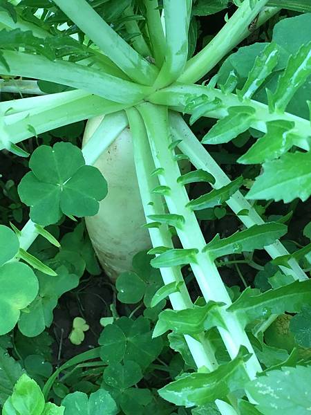 [小高一] 拔蘿蔔，好彩頭(108.1.2)