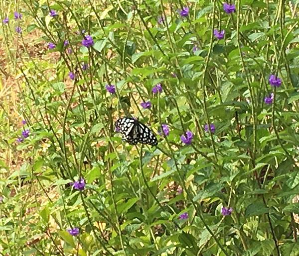 [小高一] 蝴蝶效應(108.1.7)