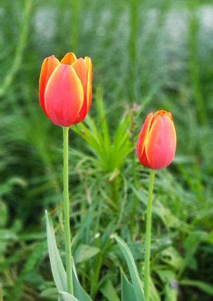 [小高一] 請假的倫理(108.1.28)