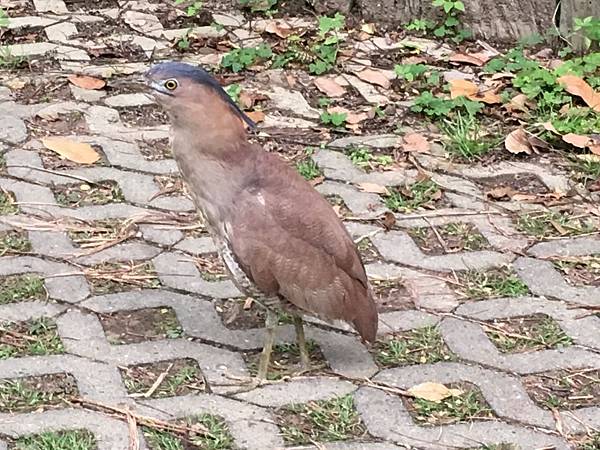 100個夢想之8 ~ 探訪新景點：高峰植物園(108.4.6)