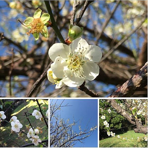 梅園賞花,與國中同學話當年(109.1.2) 梅園賞花,與國中同學話當年(109.1.2)