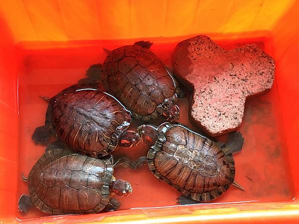 [高二] 管樂團集訓(109.2.1)