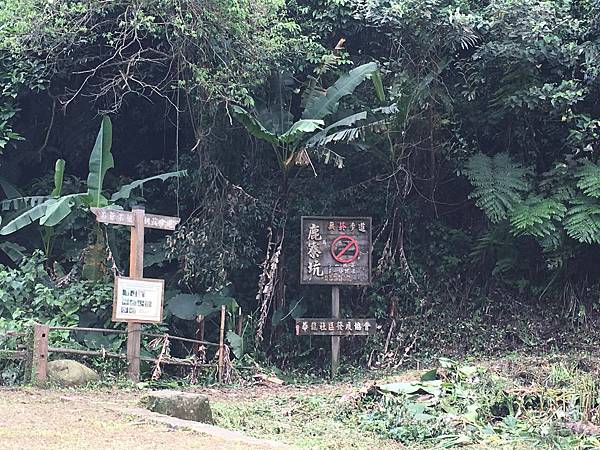 健行趣 ~ 鹿寮坑桐花步道，花況超好(109.4.28)