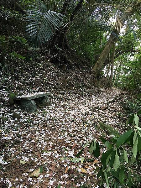 健行趣 ~ 鹿寮坑桐花步道，花況超好(109.4.28)