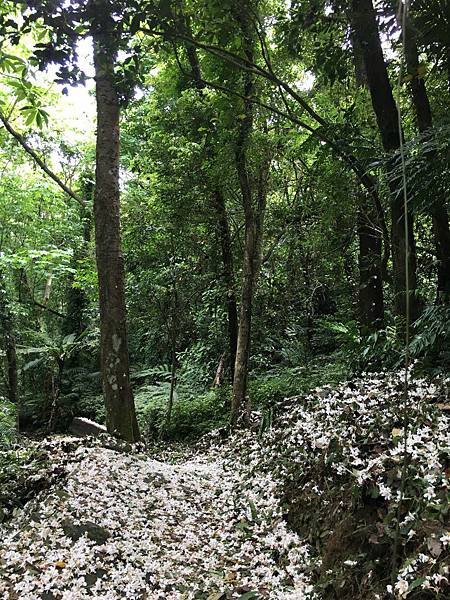 健行趣 ~ 鹿寮坑桐花步道，花況超好(109.4.28)