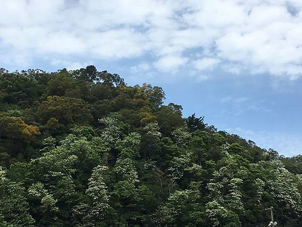 健行趣 ~ 鹿寮坑桐花步道，花況超好(109.4.28)