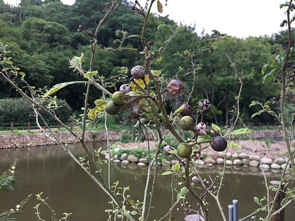 健行趣 ~ 寶山小西湖秘境(109.5.3)