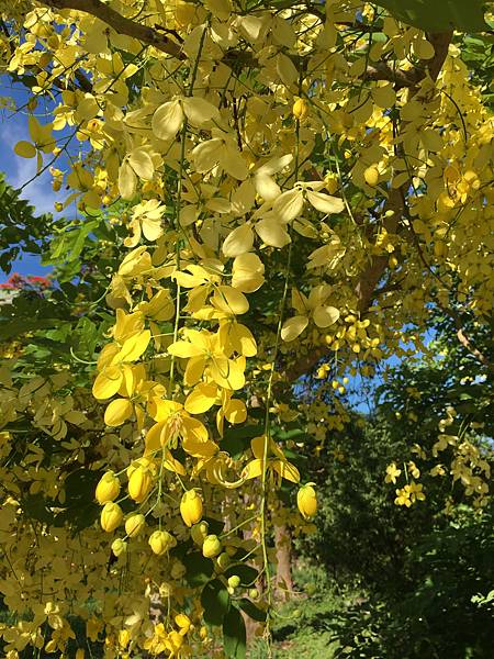 健行趣 ~ 芎林文林古道(109.6.30)