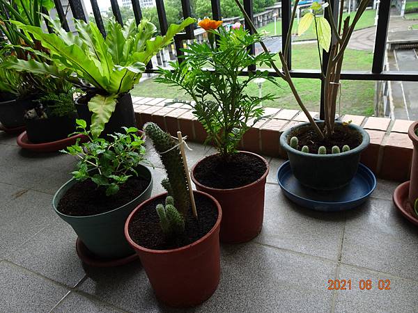 植物生長的神奇力量(110.8.7) 植物生長的神奇力量(110.8.7)