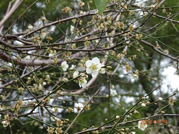 健行趣 ~ 交清賞梅、訪落羽松(111.1.7)