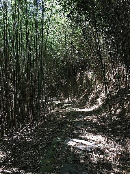 健行趣 ~ 苗栗三灣，銅鏡映獅山自然步道(111.11.6)