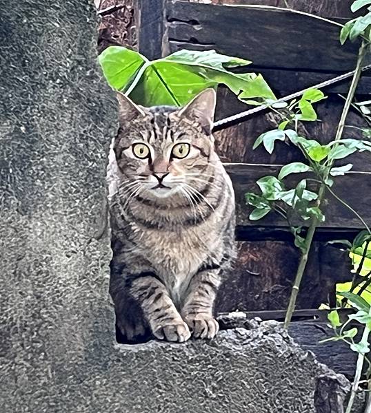 [大二] 提問、提問、再提問(111.11.27)