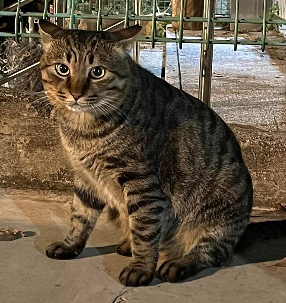 [大二] 讓自己變成一隻老虎(111.11.28)