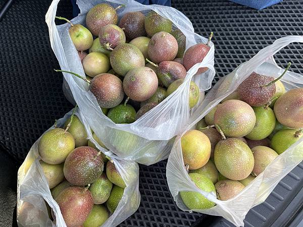 採摘松鼠吃剩的百香果(112.1.31)