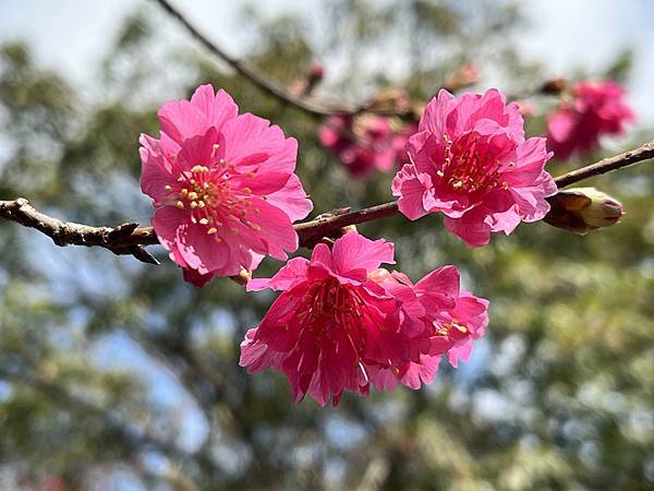 賞花要及時 at 竹東河濱公園(112.2.9)