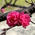 賞花要及時 at 竹東河濱公園(112.2.9)