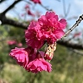 賞花要及時 at 竹東河濱公園(112.2.9)