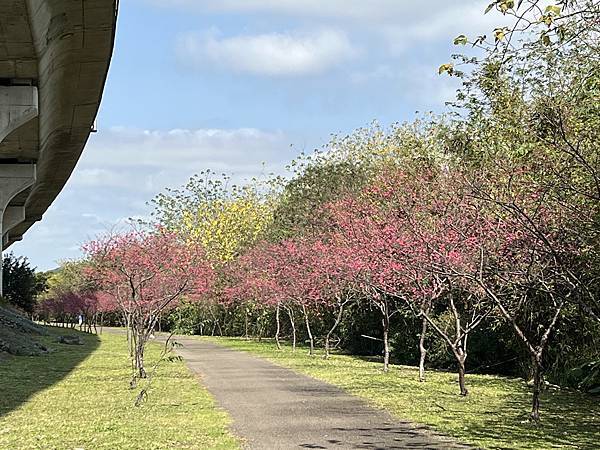 ​​賞花要及時 at 竹東河濱公園(112.2.9)