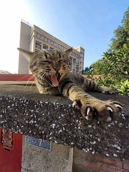 [大二] 怎麼跟在老虎後面，卻不被老虎反咬一口(112.2.28)