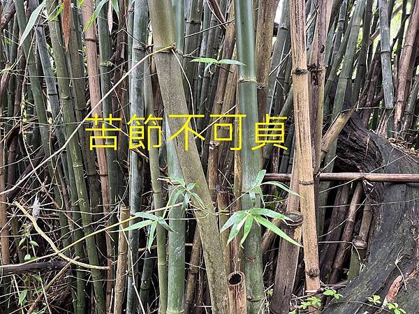 學易經 ~ 占卦練習：苦節不可貞(112.4.5)