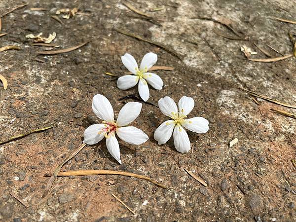 健行趣 ~ 仁和步道賞桐花(112.5.5)