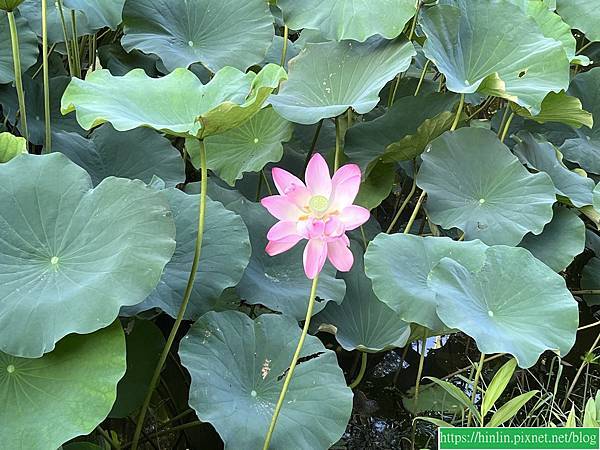 園區靜心湖的荷花開了，賞花要及時(112.6.8)