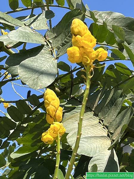 翼柄決明、翅果鐵刀木(112.10.29)