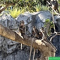 到新竹動物園看古蹟，正是好時機(112.12.15)