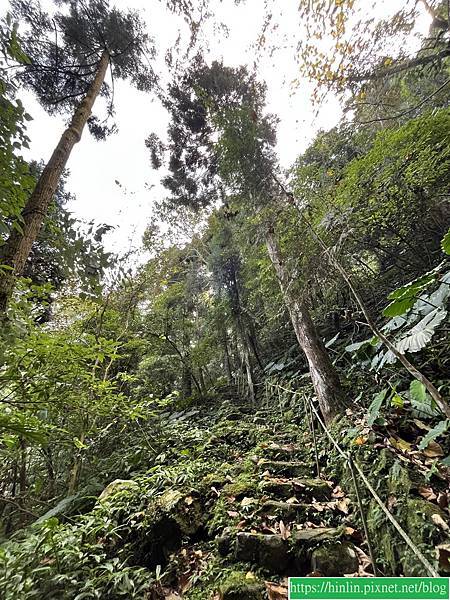 新竹五指山橫向步道(113.1.11)