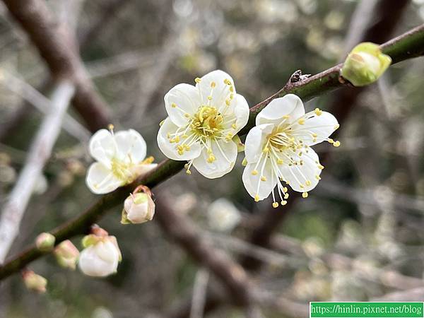 清大梅園，賞花要及時(113.1.21)