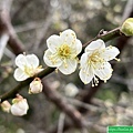 清大梅園，賞花要及時(113.1.21)