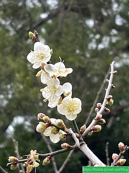 清大梅園，賞花要及時(113.1.21)