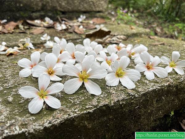 湖口，仁和步道賞桐花(113.4.12)