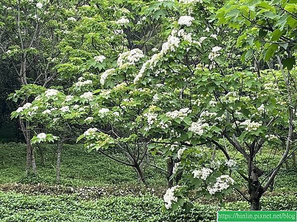 湖口，仁和步道賞桐花(113.4.12)